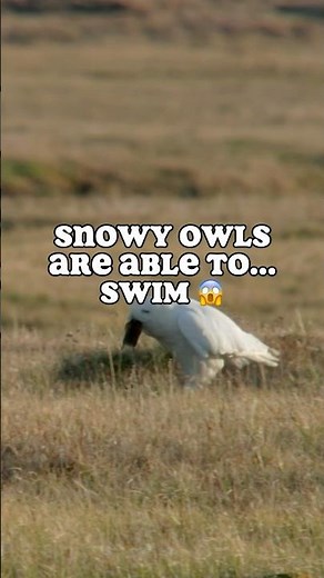 Snowy Owl Family's Great Migration 🦉 Can They Swim?