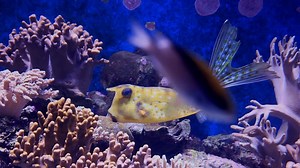 Fish, Aquarium, Underwater