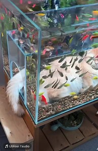 L’aquarium pour chat… Après je ne suis pas certain que les poissons apprécient… 🤣 | Au paradis du Chat