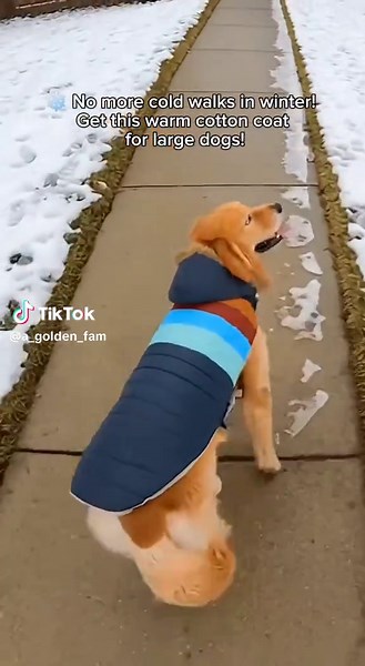 This cotton coat for golden is amazing!✨#dogcoat #dogclothes #dogsoftiktok #tiktokshopblackfriday #goldenretrieverlife