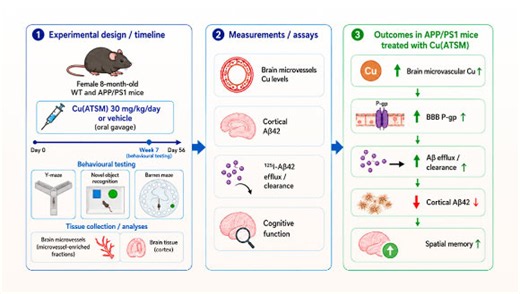 Experimental Copper-Based Drug Clears Alzheimer’s Plaques and Boosts Memory in Mice | Sci.News