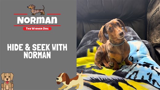 189K views · 13K reactions | Hide & Seek With Norman  | Norman The Wiener Dog | Facebook