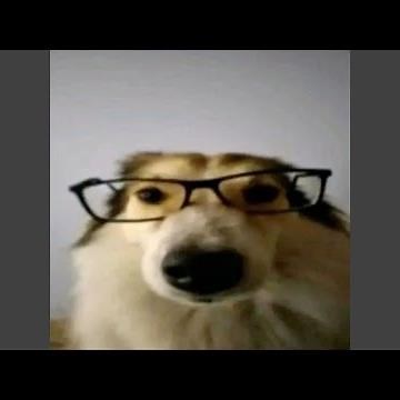 I'M A DOG!