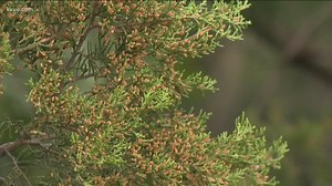 A new treatment could combat cedar fever in just 3 shots