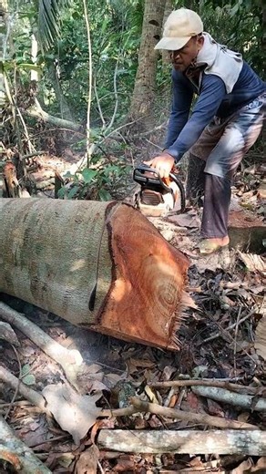 Bongkot albiso #gergajimesin #senso #woodworking