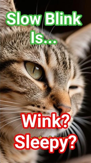 When Cats Blink Slowly… What does it mean? 💕slow blinking #petlover #cat #petcare