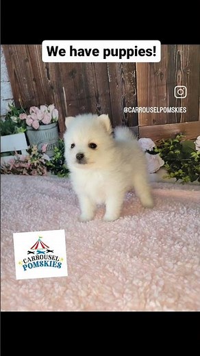 We have beautiful pomsky puppies 🥰