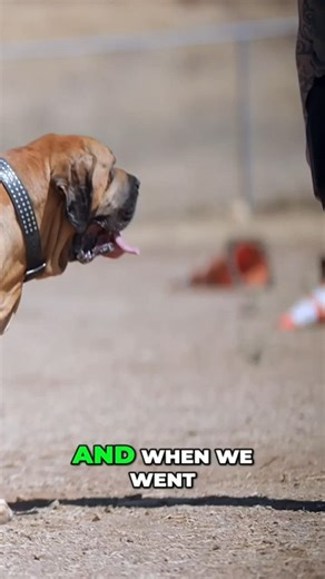 Adopting a Brazilian Mastiff Changed Everything #reels #doglovers #dogbreeds #brazilianmastiff #filabrasileiro | Dogumentary TV