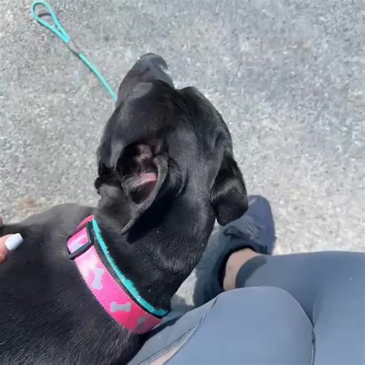 Meet Betty Boop — The Queen of Belly Rubs! This 41 lb black beauty is all heart and wiggles. Betty Boop is a sweet, smart pittie girl who loves kids, adores belly rubs, and listens like a total champ. She’s the perfect family dog with a big smile and an even bigger heart. Whether she’s soaking up snuggles or being your loyal shadow, Betty Boop is ready to bring love and joy into her forever home. Available now through Wags 2 Wishes in Plainfield! Apply to adopt at w2wrescue.com #BettyBoopThePitt