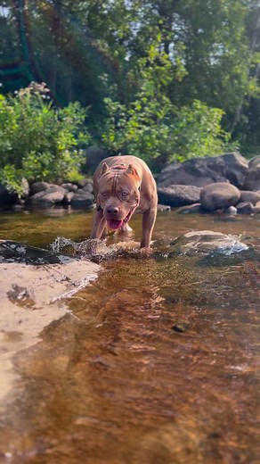 Drake #reels #love #dog | I am the HULK