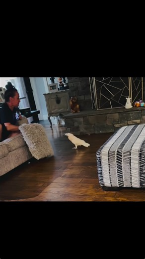 Preston’s pillow mission fails… then runs to Dad! 😆🐾 #Preston #funnyanimals #petlife #monkeyseemonkeydoranch #cuteanimalvideos #dailylaughsughs #animalcomedy #petadventures