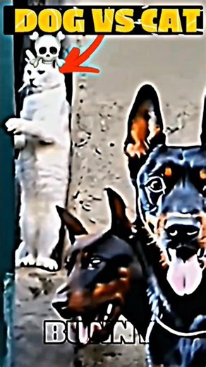 DOGS vs CATS #trend