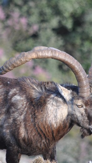 4.1K views · 1.6K reactions | A dream come true — the Gredos Ibex....