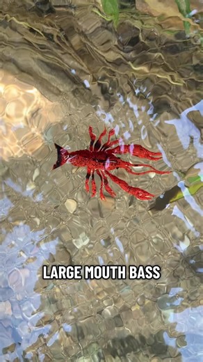 Unbeatable Shrimp & Crayfish Lures for Bass Fishing