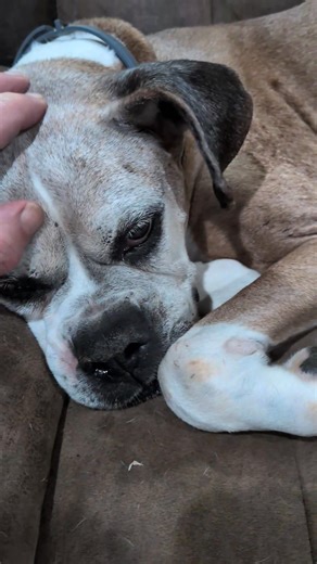 328 reactions · 15 comments | Lord Chance is home and has a huge...