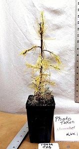 Tamarack Bonsai Tree Wire Trained for Trunk Movement. Larix Laricina. Eastern American Larch. ACTUAL TREE PICTURED. Live. Tag#112423 - Etsy