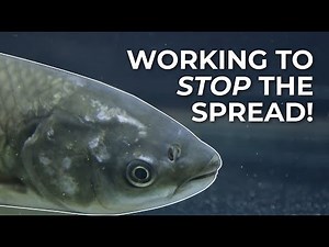 The Threat of Grass Carp