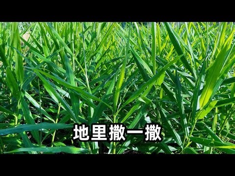 种植生姜想要长势好结的多，生长期地里撒一撒，生姜一棵顶三棵