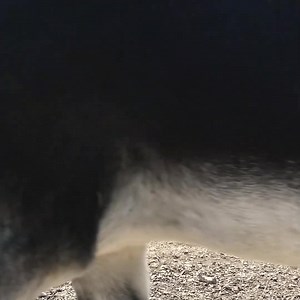 Say hello to our Brookfield Farm herd! 👋 | The Donkey Sanctuary