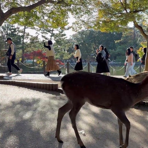 東大寺前の紅葉と鹿3 #奈良公園 #deerpark