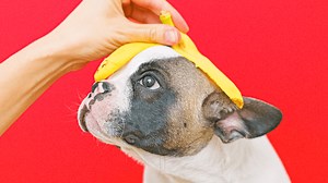 Can Dogs Eat Bananas? See What Human Food Is Safe for Your Pets and What Isn't