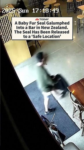 A Baby Fur Seal Galumphed Into a Bar. The Seal Has Been Released to a ‘Safe Location’