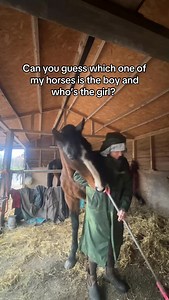 Can you guys guess who’s the gelding and who’s the mate? #horse #horses #horsesofinsta #equestrian #equestrainlife | Nats about life