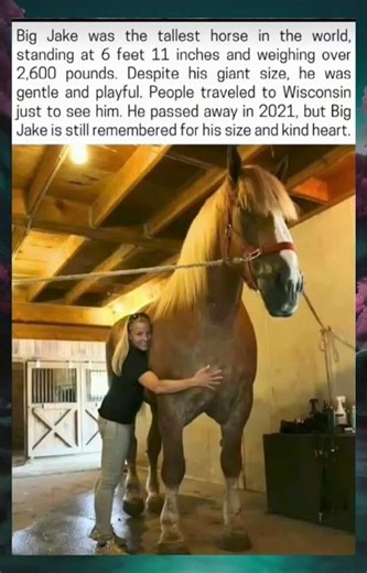 In Memory of Big Jake: The World's Tallest Horse