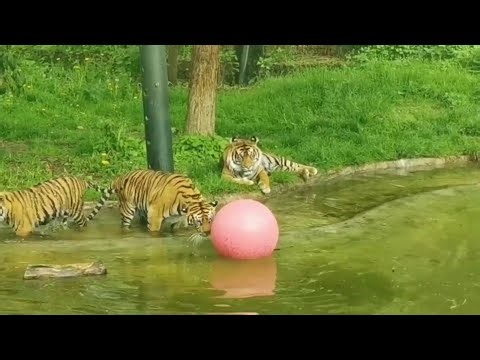 Tigers cubs splash around during first swimming lesson at London Zoo