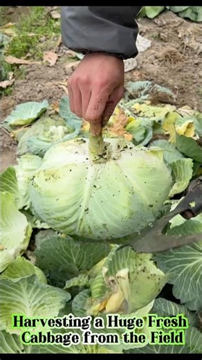 One Giant Cabbage, Fresh from the Farm #farming #vegetables