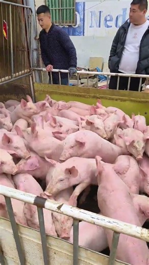 Pig Farmer Safely Loading Pigs into a Truck | Educational Purpose Only