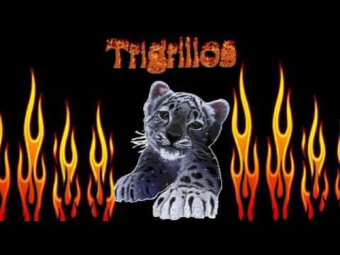 Tigrillos 34 cumbias con garra