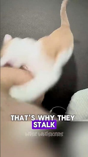 Why Your Cat Attacks You Out Of Nowhere 😳 #cats #pets #catfacts