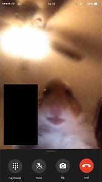 hamster calling meme!