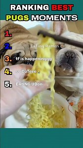 BEST PUGS MOMENTS!!