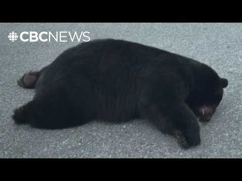 Black bear found dead on B.C. Sunshine Coast road