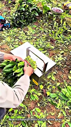 Peak Efficiency: High-Speed Automated Vegetable Binding Innovation