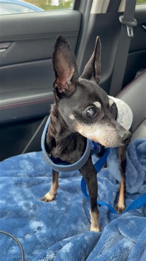 Dave Herman on Reels