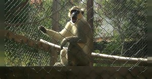 Au Cap-Vert, un refuge pour protéger les singes verts | Africanews