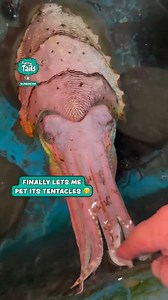 They have human faces?! 😮 | Furry Tails