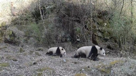 99K views · 2.9K reactions | Wild giant pandas were captured by infrared cameras wandering with their cubs in the Changqing National Nature Reserve in northwest China's Shaanxi Province. For more: https://news.cgtn.com/news/2024-05-12/Wild-giant-pandas-spotted-roaming-with-cubs-in-NW-China-1txSG9jLIGc/p.html | CGTN Nature | Facebook