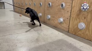 40K views · 979 reactions | The AFP’s world-leading High-Risk...