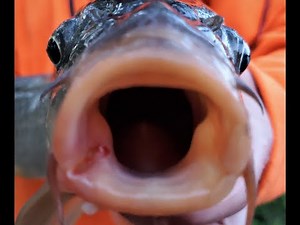 Fish Lips For Days! - BIG Fish in Fresh Water - Easy Technique Gets Drag Pulling Action