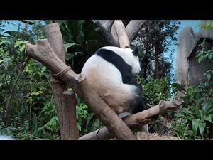 Lazy Panda Scratching His Back Against A Tree