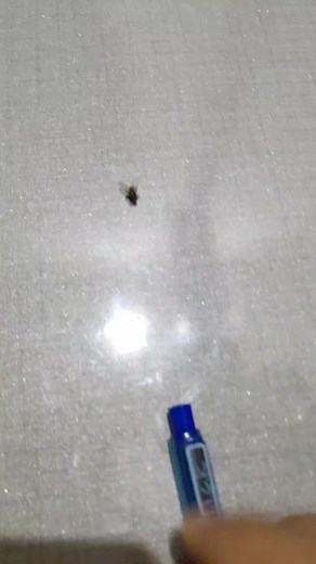 #Pakistani Gun#umerburki1230 #danijee743 #foryoupage