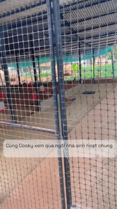15K views · 20 reactions |  Ngôi nhà sinh hoạt chung của Gà Ta Chicken Resort. | Cooky | Facebook