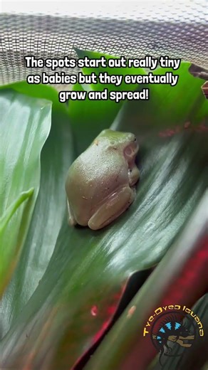 What is a Snowflake White's Tree Frog? #frog #amphibians #reptiles #pets #cute