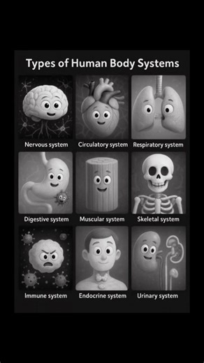 Human Body Anatomy 👏 #shortsfeed #shortsviral #shorts
