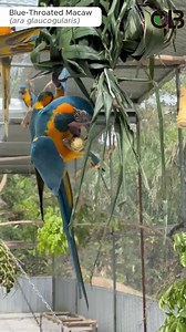 127K views · 4.2K reactions | Blue-throated Macaws enjoying native...