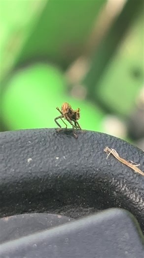 Heavenly_yaksha (@inumonster__)’s videos with Juke Bug - Adventure Time